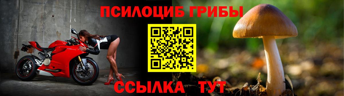 Галлюциногенные грибы Psilocybe Волгодонск